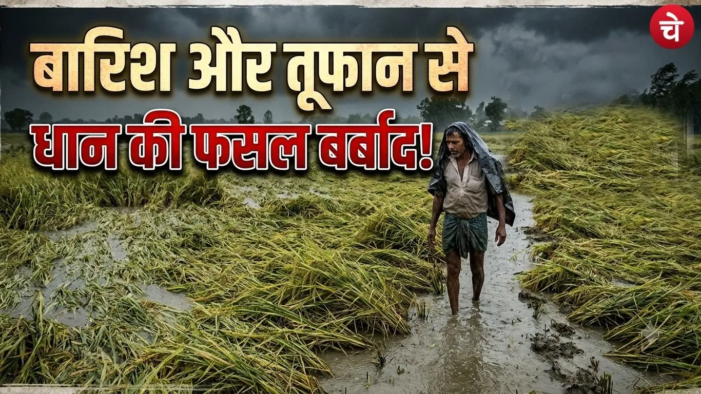 Paddy crop